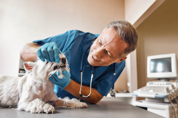 Reliable WI Emergency Dental Service Solutions